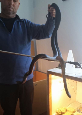 Robert watson snake handling two red=bellied black snakes