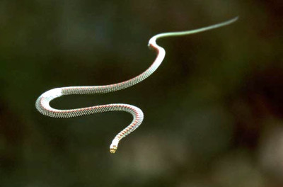 Flying Tree Snake in the air
