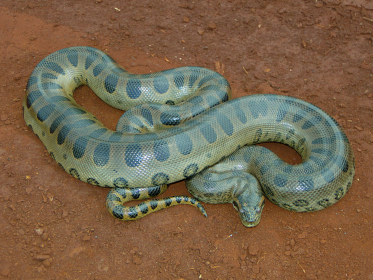 Green anaconda in the desert