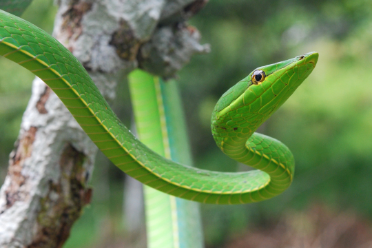 The Green Vine Snake