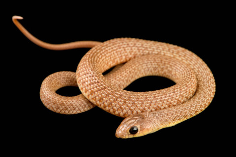 The Long-nosed Whip Snake