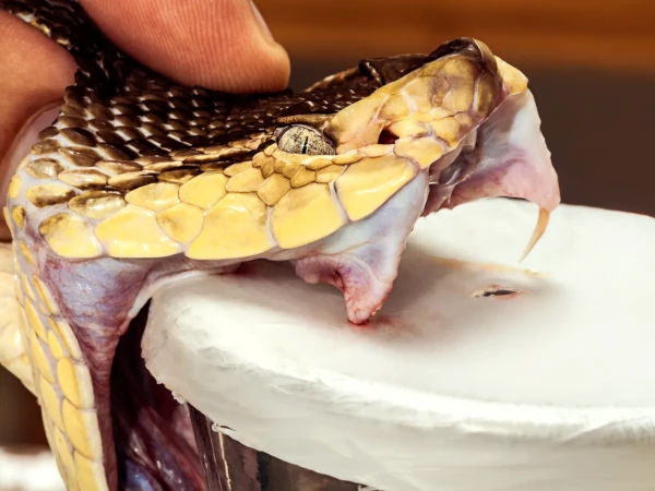 the head of a snake peircing a jar with pigskin lid