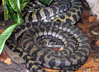 Carpet Python found in Arana Hills Brisbane