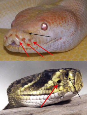 Closeup of snake heads with arrows pointing to their senses