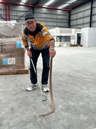 Robert Watson relocating an eastern brown snake