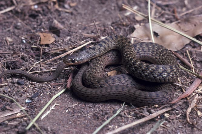 Keelback snake in Brisbane North garden