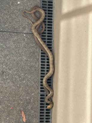 2 eastern brown snakes mating