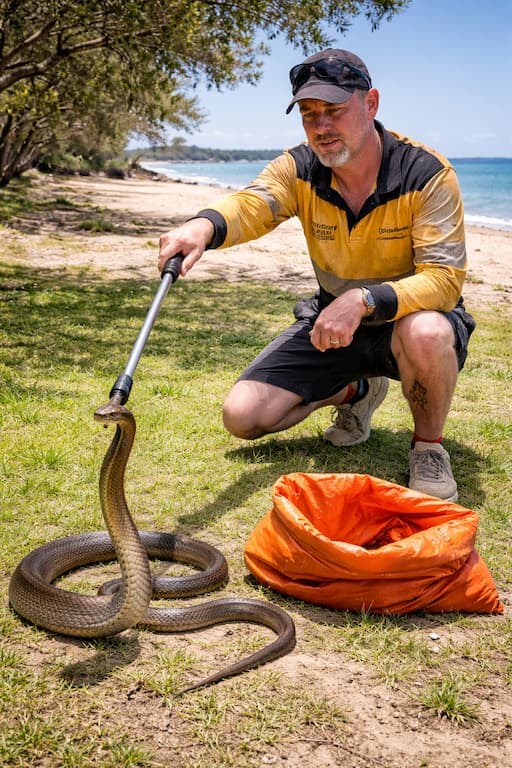 Coastal taipan found near Brisbane North