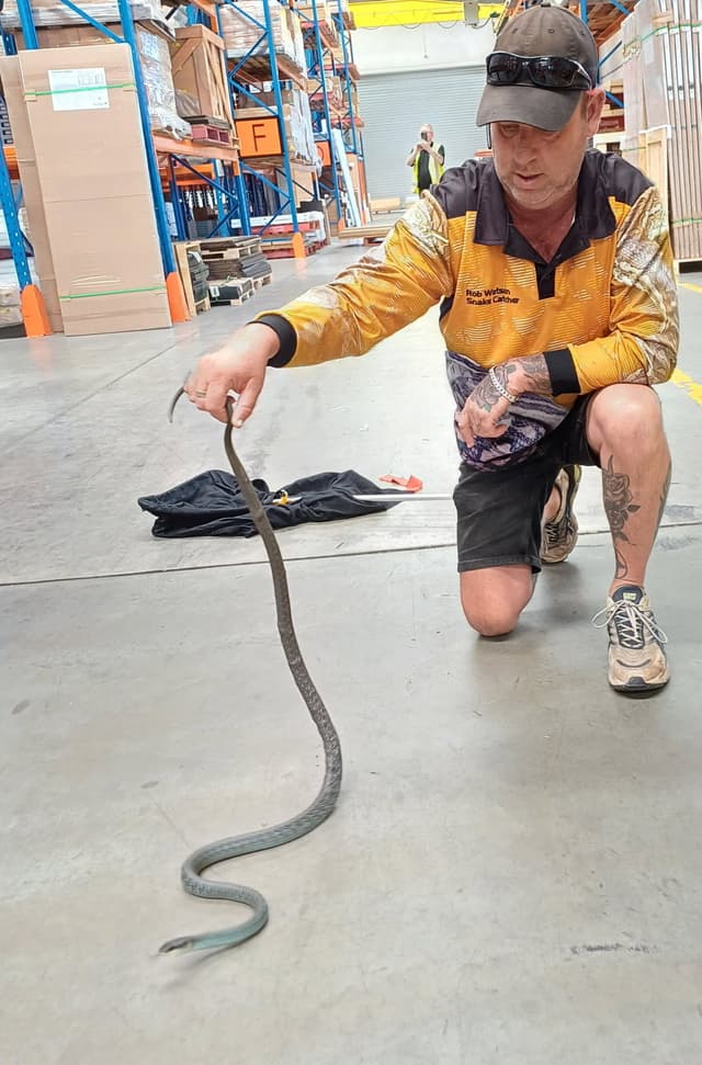 Robert Watson handling a snake