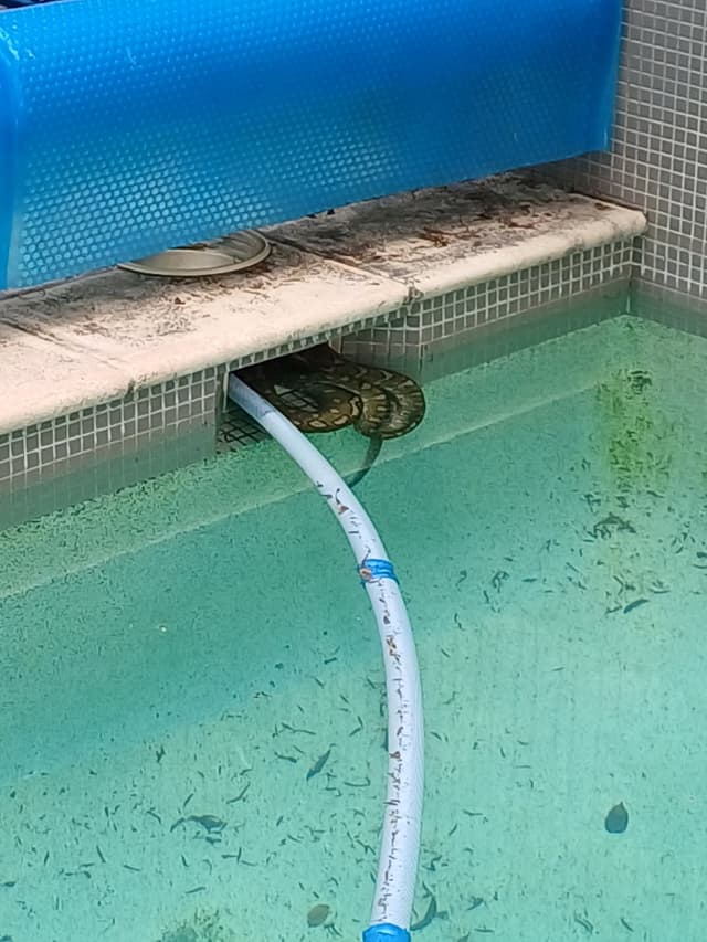 Robert Watson with snake catching equipment