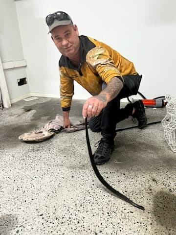 Close-up of a safely contained snake