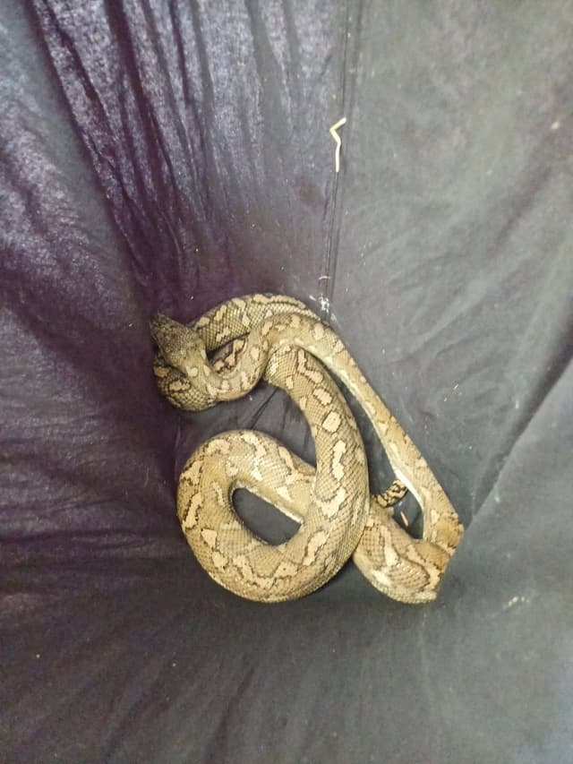 Robert Watson demonstrating snake safety