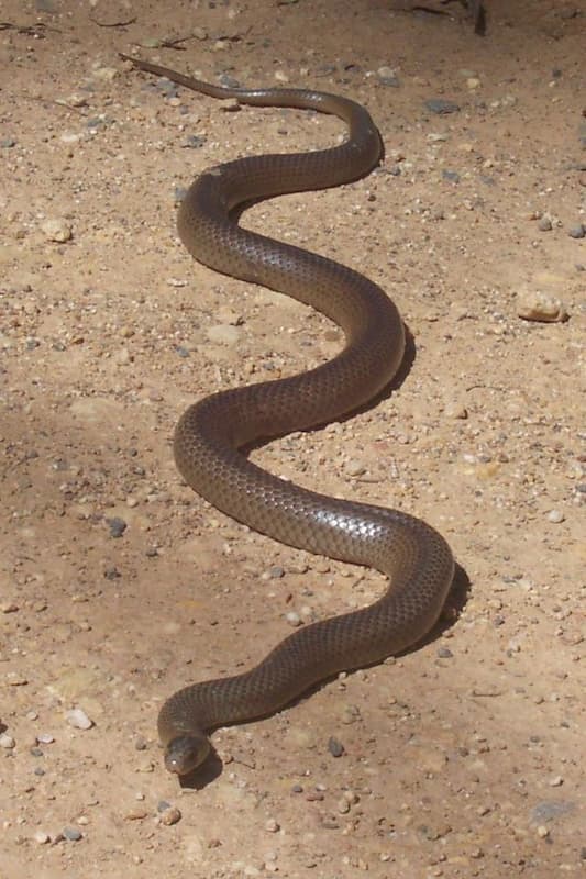 Snake in swimming pool catch
