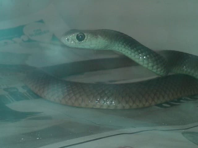 Baby pythons hatching out of eggs