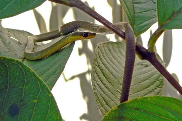 Green tree snake in natural habitat
