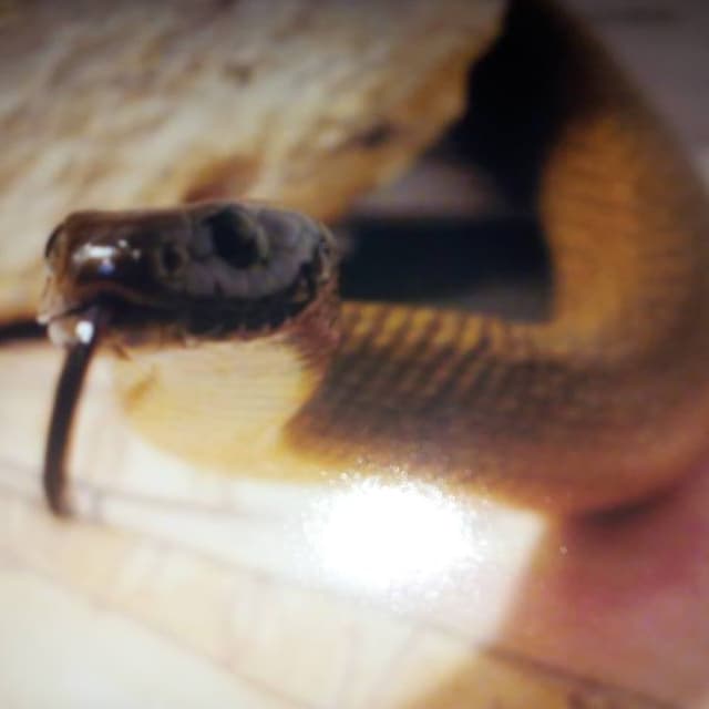 Close-up of a snake's head