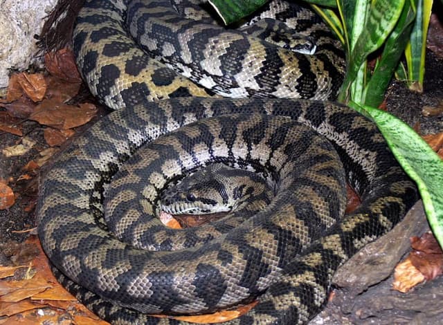 Carpet python curling