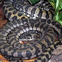 Carpet Python - snake species identification Brisbane