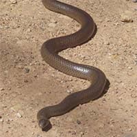 Eastern brown snake in Brisbane North
