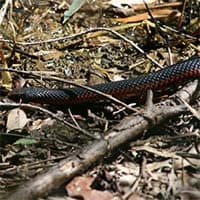 Red-bellied black snake in Brisbane