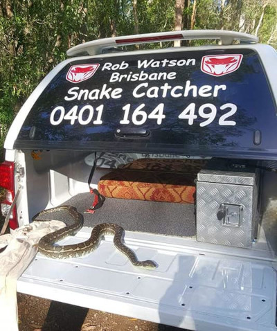 Carpet Python on back of Robert's Ute